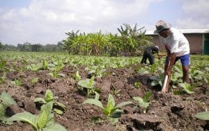 Petani di Pamekasan Mulai Tebar Bibit Tembakau