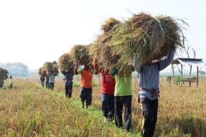 Hebat, Produksi Pertanian Kabupaten Malang Masuk 10 Besar