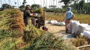 Pasca Panen, Petani Belum Putuskan Pilihan