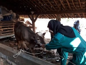 FKH UB Lakukan Sensus Ternak dan Periksa Kesehatan Hewan