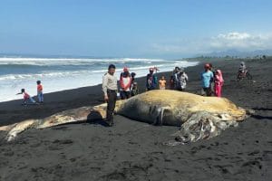 Paus Sebelas Meter Ditemukan Mati Terdampar di Lumajang