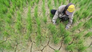 20.269 Hektare Lahan Pertanian Terancam Poso