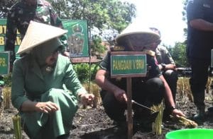 Pangam V/BRW : Penanaman Rumput Vetiver Wujud Sinergitas Kodam V /BRW Bersama Komponen Bangsa