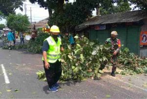 Babinsa Koramil 0818/07 Pakisaji Barsama Dinas PU Provinsi Jatim Laksanakan Pemangkasan Pohon