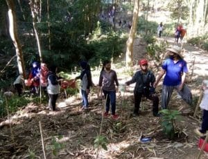 Ratusan Warga Pesanggrahan Siram Pohon Alaska