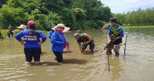 Cegah Abrasi, Koramil 0818/30 Tirtoyudo dan Tiga Pilar Tanam Mangrove di Pantai Sipelot