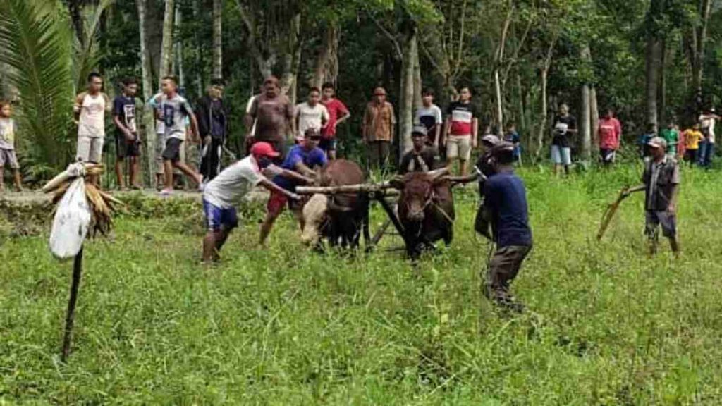 Ritual Karapan Sapi di Tanah Berlumpur Diyakini Membawa Berkah