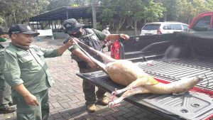 Awal Ramadan, Hutan Pujon Darurat Pemburu Kijang