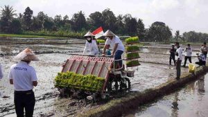 Disupport Pupuk Indonesia, Ipuk Tanam Padi di Lahan 100 Hektar