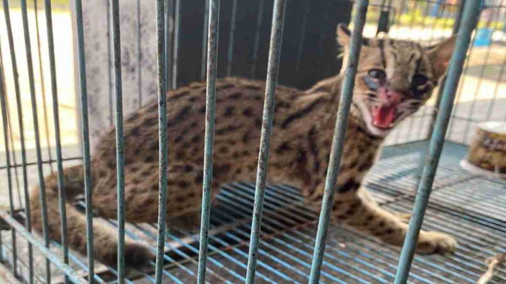 Heboh, Rumah Wakil Ketua DPRD Jember Didatangi Macan