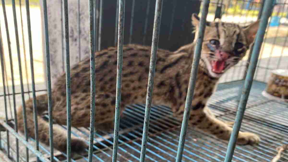 Heboh, Rumah Wakil Ketua DPRD Jember Didatangi Macan