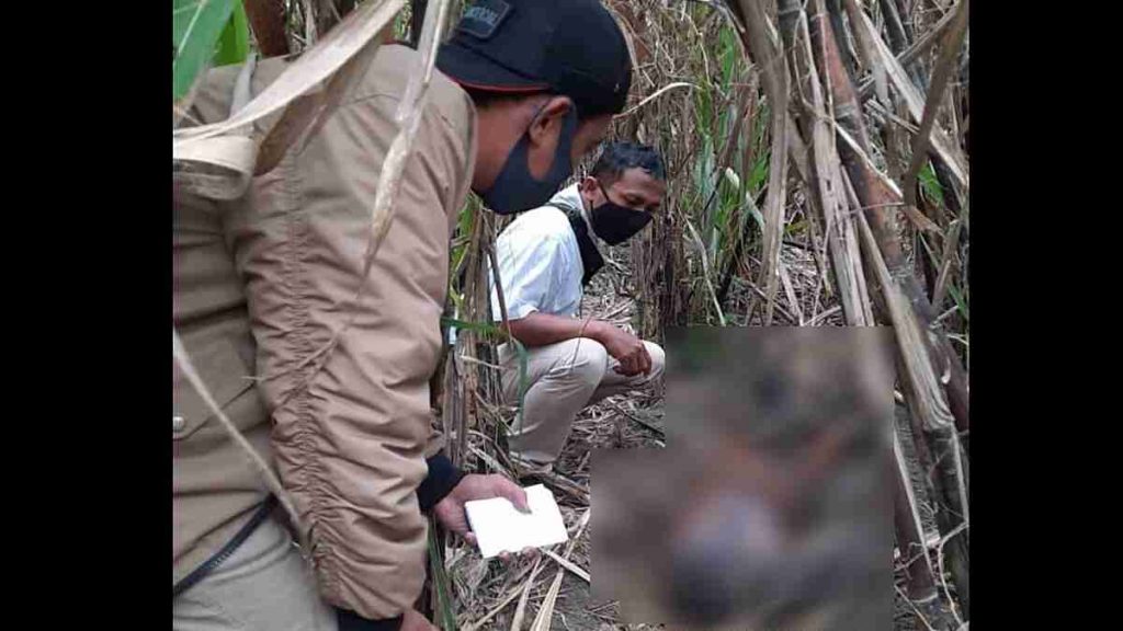 Temuan Mayat di Tengah Kebun Tebu Gegerkan Warga Umbulsari