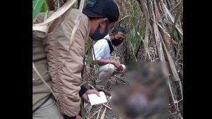 Temuan Mayat Gosong di Tengah Kebun Tebu Gegerkan Warga Umbulsari