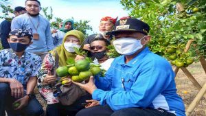 Panen Jeruk Jesi di Desa Juglangan, Bung Karna: Kualitasnya Sudah Terbukti Manis Ketimbang Jeruk Lainnya