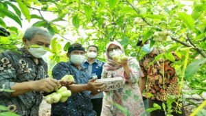 Dimotori Bos BUMN, Ribuan Anak Muda Banyuwangi Daftar ‘Jagoan Tani’