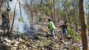 Hutan Lindung Situbondo Terbakar, Petugas Sempat Kewalahan Padamkan Api