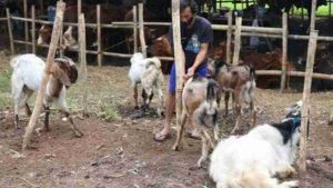 Jelang Idul Adha, Penjualan Hewan Kurban di Banyuwangi Masih Sepi Pembeli