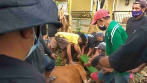 Persatuan Umat Gedangan Sembelih Tujuh Ekor Hewan Kurban