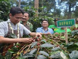 Gaung Bondowoso Republik Kopi Mulai Terdengar Lagi