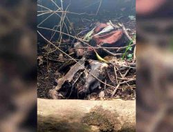 Geger Penemuan Kerangka di Kawasan Hutan Lindung Kecamatan Licin