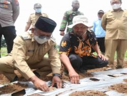 Permintaan Pasar Tinggi, Petani Banyuwangi Mulai Kembangkan Porang