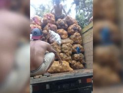 Harga Porang Anjlok, Petani Minta Pemkab Banyuwangi Turun Tangan