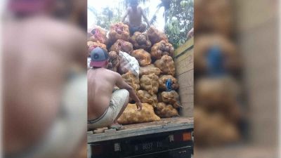 Harga Porang Anjlok, Petani Minta Pemkab Banyuwangi Turun Tangan