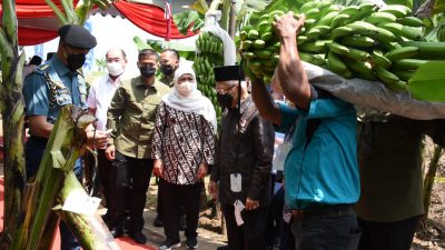 Jatim Kuasai Sepertiga Pangsa Pasar Pisang Nasional