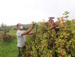 Pemdes Tulungrejo Anggarkan Rp 3 Miliar Untuk Kebon Desa