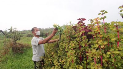 Pemdes Tulungrejo Anggarkan Rp 3 Miliar Untuk Kebon Desa