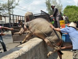 Gresik Ajukan Status KLB PMK