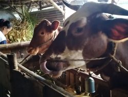 Pemprov Jatim Tutup 4 Pasar Hewan