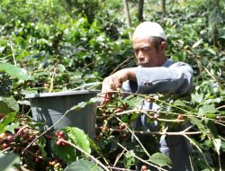 Petani Kopi Situbondo Apresiasi Bung Karna Gencarkan Promosi Kopi