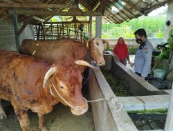 Polres Malang Bersama Pemkab Malang Deteksi Dini Penyebaran Wabah PMK