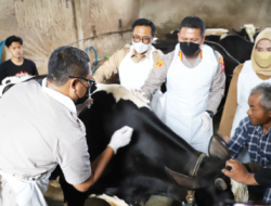 Pastikan Vaksinasi PMK Berjalan Optimal, Kapolresta Malang Kota Blusukan ke Kandang Hewan Ternak