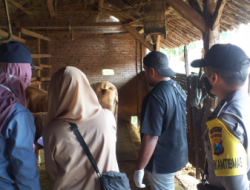 Antisipasi Penyebaran Wabah PMK, Polres Batu Gelar Vaksinasi Hewan Ternak Sapi
