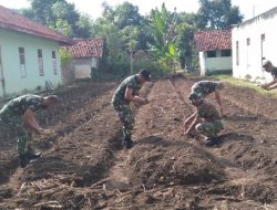 Antisipasi Kekurangan Pangan, Personil Kodim 0823 Sulap Bekas Asrama 514 Jadi Lahan Pertanian