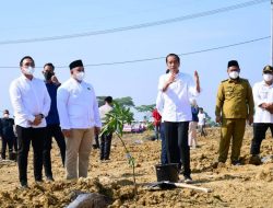Presiden Jokowi Luncurkan Lumbung Pangan Berbasis Mangga