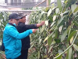 Petani Ringinsari Sumawe Budidaya Ribuan Batang
