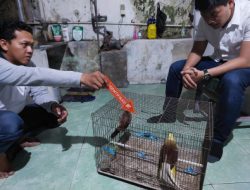 Satreskrim Polres Jember Amankan Dua Ekor Burung Cenderawasih yang Dilindungi