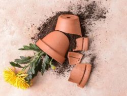 Gegara Tendang Pot Bunga Ibu dan Anak Masuk Penjara