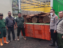 Tidak Bisa Menunjukkan Surat Izin Tebang, Polsek Gedangan Amankan Kayu Ilegal