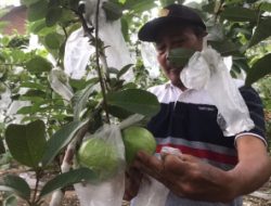 Warga Mojokerto Berhasil Budidayakan Jambu Kristal Asal Taiwan