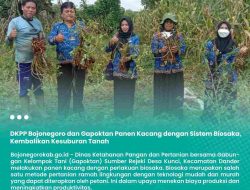 DKPP Bojonegoro dan Gapoktan Panen Kacang dengan Sistem Biosaka, Kembalikan Kesuburan Tanah  