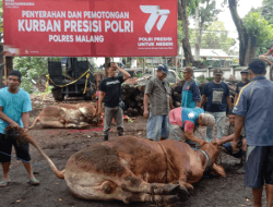 Sebagai Rasa Syukur, Polres Malang Kurban 20 Ekor Sapi dan 64 Kambing