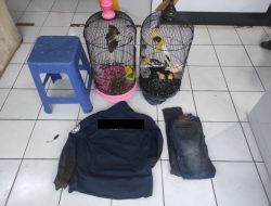 Berkat Rekaman CCTV, Unit Reskrim Polsek Wonosari Ringkus Pencuri Burung