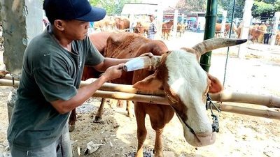 Pedagang Sapi di Kota Blitar Percantik Sapinya Agar Harga Naik
