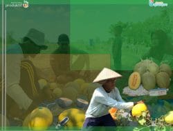 Wisata Asyik, Menikmati Tiga Rasa Melon Langsung dari Kebun di Dander-Bojonegoro