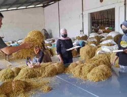 Petani Tembakau Probolinggo Inginkan Perda Yang Mengatur Pembelian Tembakau
