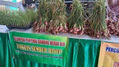Lebih Efisien, Pemkab Bojonegoro Dorong Petani Bawang Merah Gunakan Benih Biji